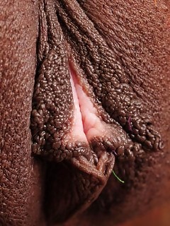 Jay - HD Ebony - Atk Exotic